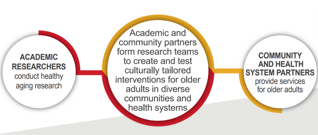 Academic researchers, academic and community partners, and community and health system partners form research teams to create and test culturally tailored interventions for older adults.